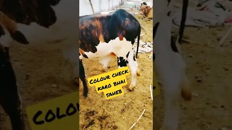 Coloured Cow 2022 - ‎#AisAll #Subscribe, #Like, #Comment & #Share my #YouTubeChannel #AisAll