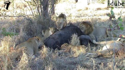 Entire Lion Pride Feeds On A Cape Buffalo Bull