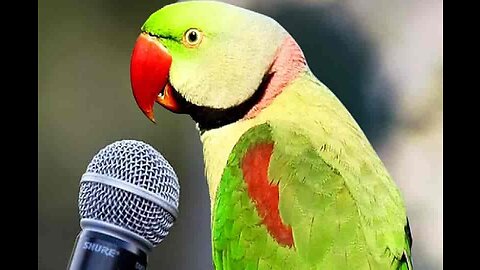 See a parrot speaking 🦜 ☺😱