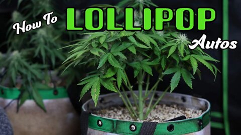 How To Lollipop Autoflowers