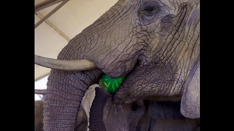 Elephant 🐘 Eating Watermelon, Beautiful animal Video