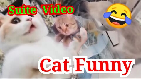 Funny Cats Videos 2024 Best Funniest Animal Videos Of The...