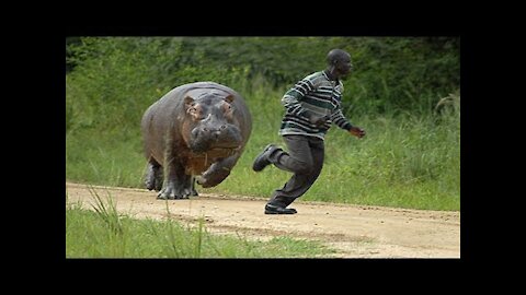 Looks so Funny Different Animals Chasing and Scaring People