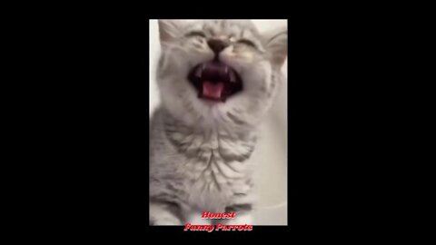 Cute Baby CatsLovely Cute Pets And Funny Animals Compilation -SUBSCRIBE SHARE