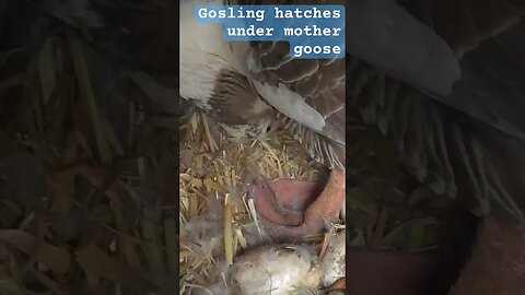 Gosling hatching under mother goose ❤️#pilgrimgeese #gosling