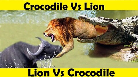 Lion Vs Crocodile. Crocodile Attack Lion. (Tutorial video)