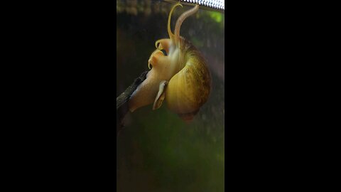 AppleHead Snail