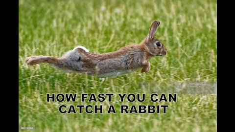 How Fast Can You Catch a Rabbit?!