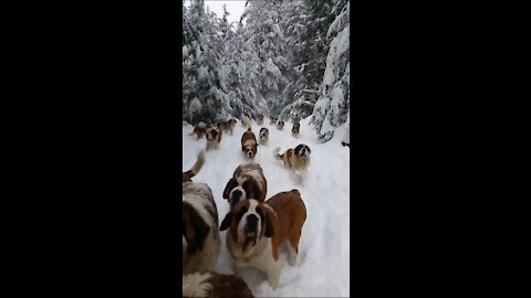 Dangerous and Looking Beautiful Dogs enjoying Snow