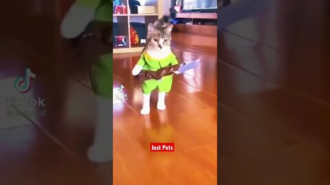 Funny Cat Costume - Jedi Cat with Sword #shorts funny animals