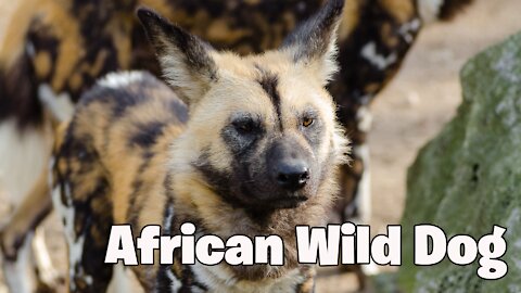 Wild Dog African