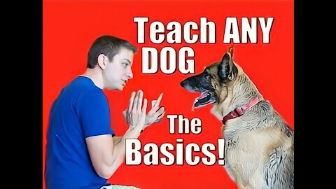 Dog Training 101: How to Train ANY DOG the Basics6