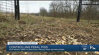 Controlling OK feral hog population