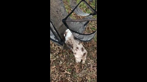 Aussie puppy is having lots of fun with the hammock