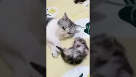 mommy cat hugs baby kitten having a nightmare #Shorts 🧐