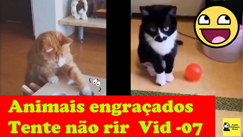 Animais engraçados Tente não rir Vídeo 07