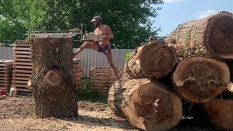 Slabs from Stalin's favorite tree in the USSR