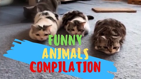 Cute Pets And Funny Animals Compilation #kimer007