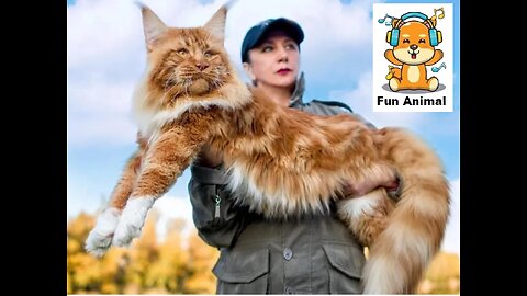 Maine Coon CAT