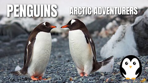 Penguins : Adorable Arctic Adventurers #education #world #nature #penguin