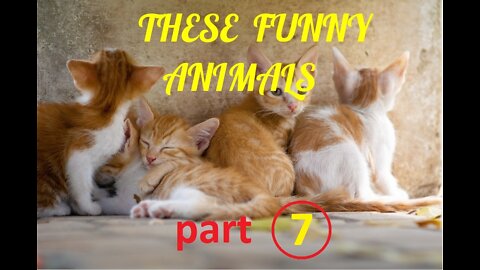 these funny animals - 7