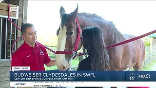 Budweiser Clydesdales prepare for last SWFL stop