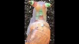 Viral snail