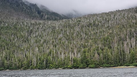 Commercial fishing and Alaska amongst the entire Mountains of Dead Trees!🆘️