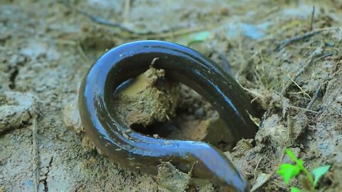 Catch a lot of eels in the ground | cook ells with peppers for eat in forest-Eating delicious-7