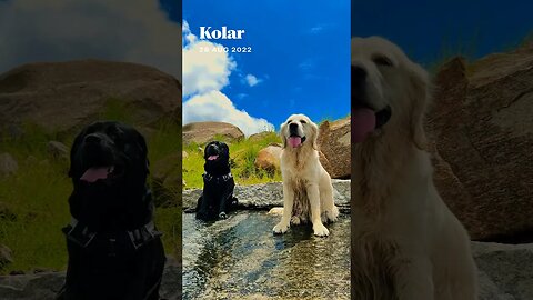 Archives. With Bollywood 90’s background 🥰. #tiptipbarsapani #goldenretriever