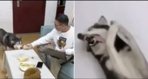 When a husky smells a Durian How funny reaction is that