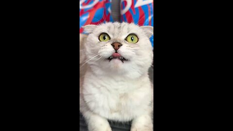 very funny letest cat video 2024 😀