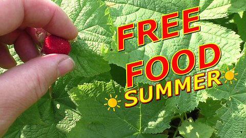 Finding food in the Wilderness, Summer Berry Picking