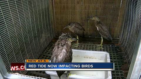 Birds dying after eating fish contaminated with red tide