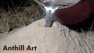 Casting a Fire Ant Colony with Molten Aluminum