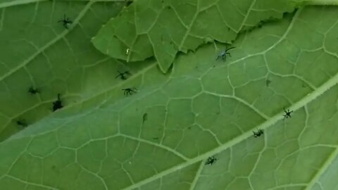 Squash Bug Nymphs Hatching