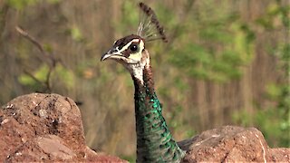 Peacock plays peekaboo from behind a rock in India