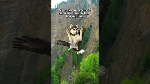 Husky Flys to Siberia