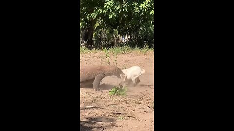 Big Komodo Eating Goat #wildanimals #wildlife #wild #komod #goat