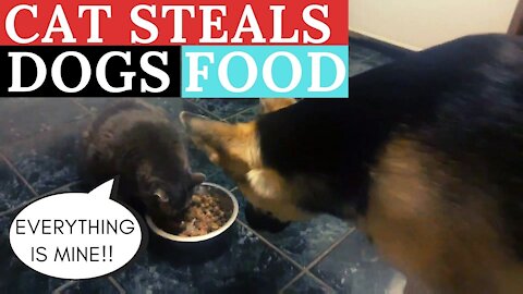 Cat Steals My Dogs Food