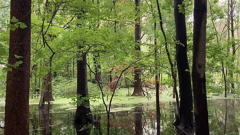 Van Cortlandt Park Wetlands (Bronx, NYC)