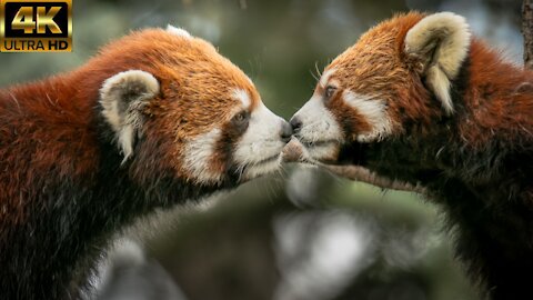 Sweet Adorable Precious Red Panda - The Cutest Red Panda Playing