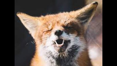 Cute Baby Fox Pups Playing,Funny cute Fox.