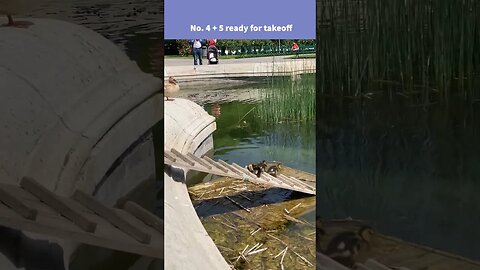 CUTE DUCKLINGS CHECK THE WATER #shorts #cute #duckling #ducks #babies #