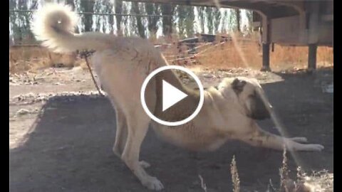 yOUNG Cute Shepherd Dog