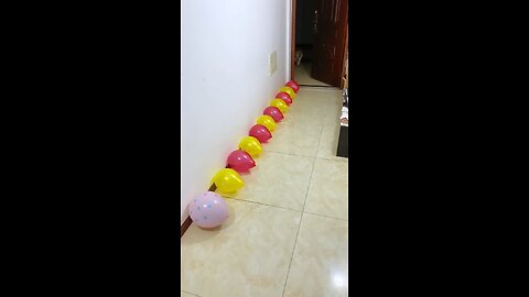 the dog 🐶 are playing balloon 🎈 funny moments