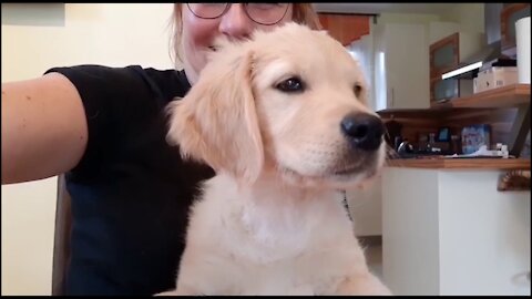 Chilling around with a sweet Golden Retriever puppy