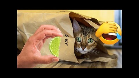 Funniest animals 2024 🐱In tiktok 😂 Funny and Fails Pets Video