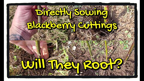 Will They Root? Direct Sowing Blackberry Cuttings