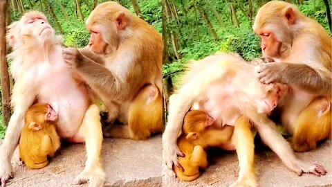 Funny monkey beautiful family 😄😄